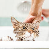 Os 10 melhores shampoos para gatos de 2024: Cat Zone, Sanol Dog e muito mais!