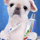 As 10 melhores pastas de dente para cachorro de 2024: Virbac, Catdog e muito mais!