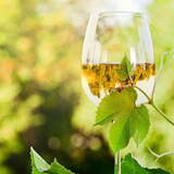 Os 10 Melhores Vinhos Brancos de 2024: Chardonnay, Sauvignon Blanc e muito mais!