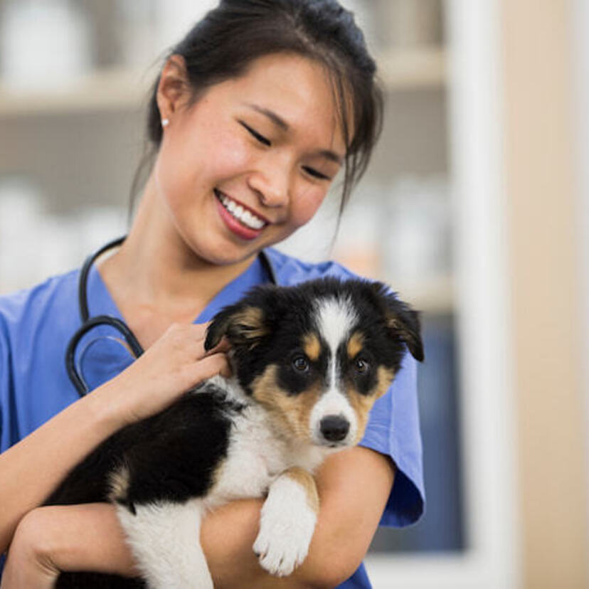 Os 10 Melhores Planos de Saúde para Cachorro de 2024: Dr. Pet, Dog Life e Mais! 