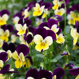 Como cuidar de violetas: doentes, para florir e muito mais!