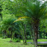 Palmeira fênix: veja cuidados para plantar, dicas e muito mais!
