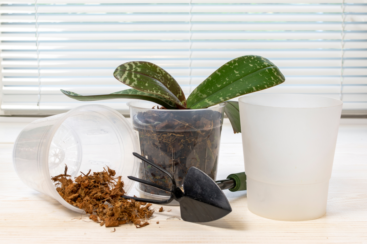 Orquídea, vasos transparentes, substrato e ferramentas de jardinagem