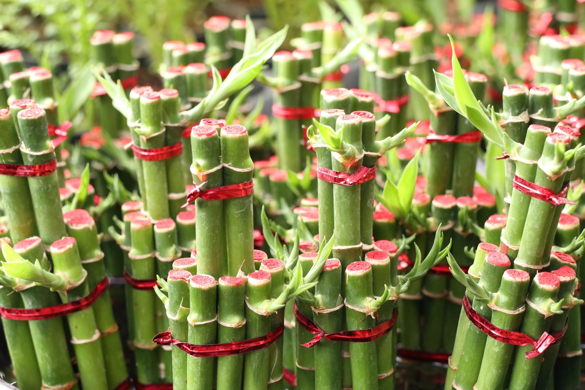 Vários bambus da sorte decorados com vermelho