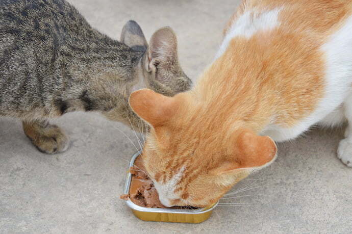 Gatos comendo Sachê para gato