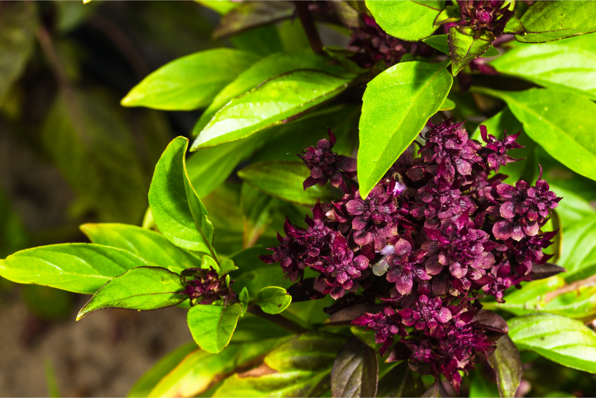 Como cuidar de manjericão em vaso e os diferentes tipos como o roxo