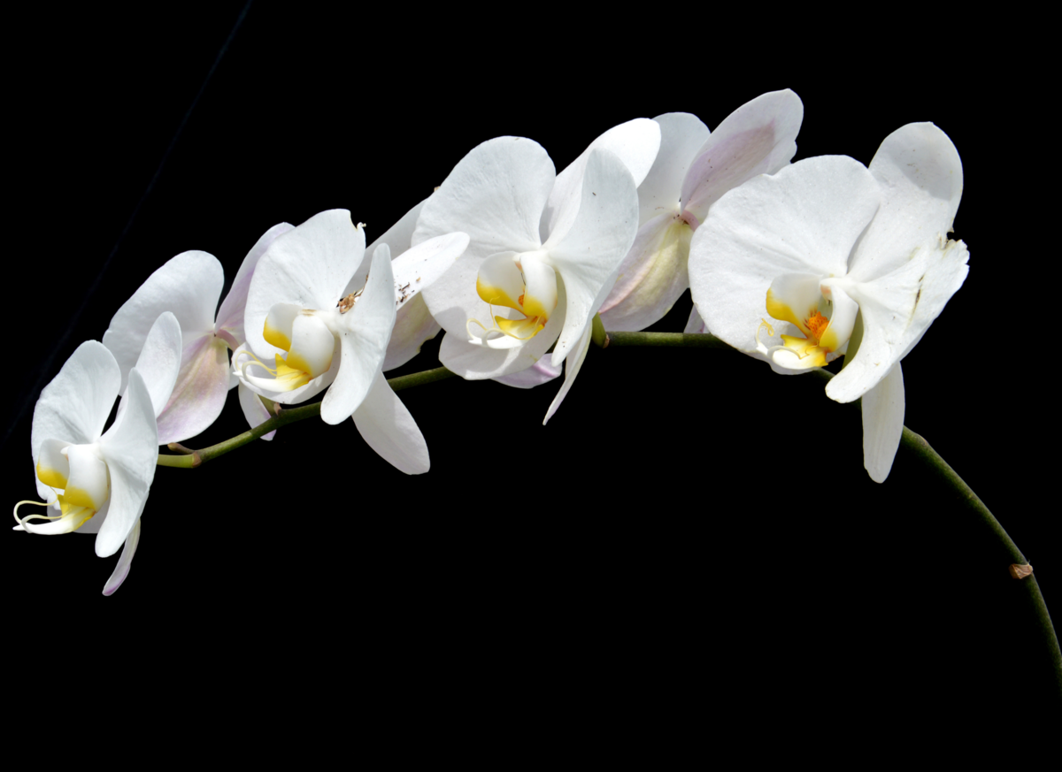 Orqu Deas Phalaenopsis Como Cuidar Dicas De Cultivo E Muito Mais