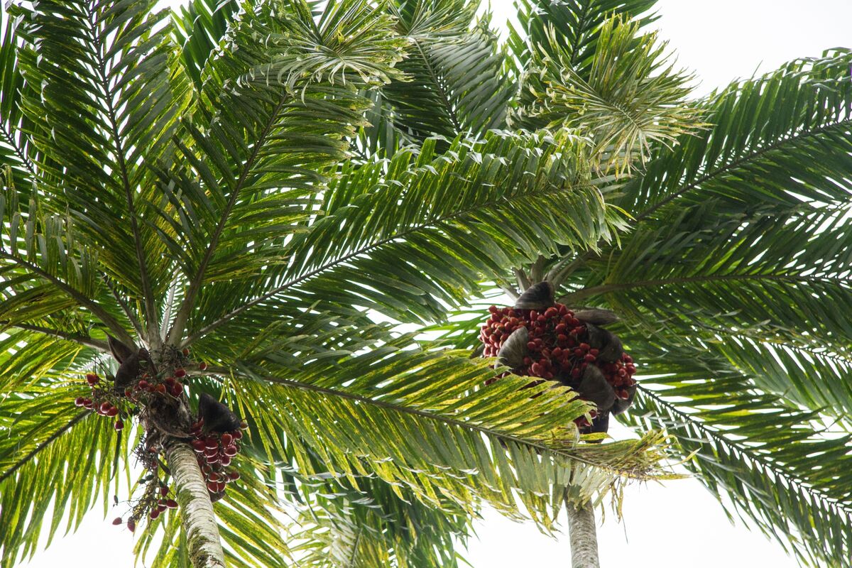palmeira pupunha