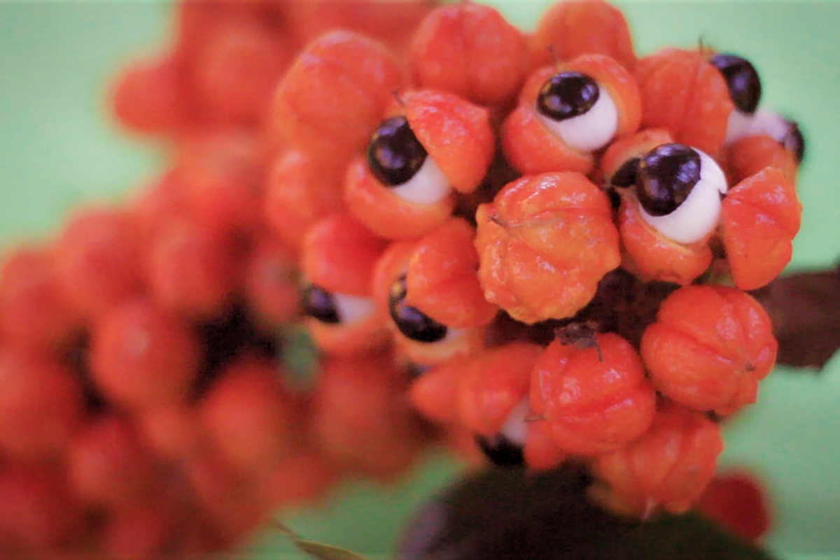 Fruta guaraná