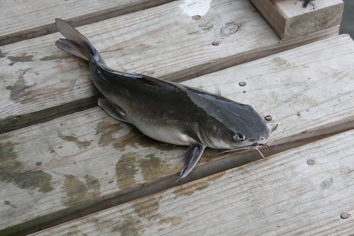 Peixe bagre-amarelo após ser pescado sobre deck de madeira