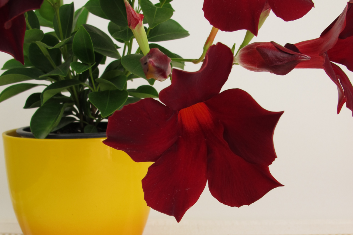 Dipladênia com flores vermelhas em vaso amarelo