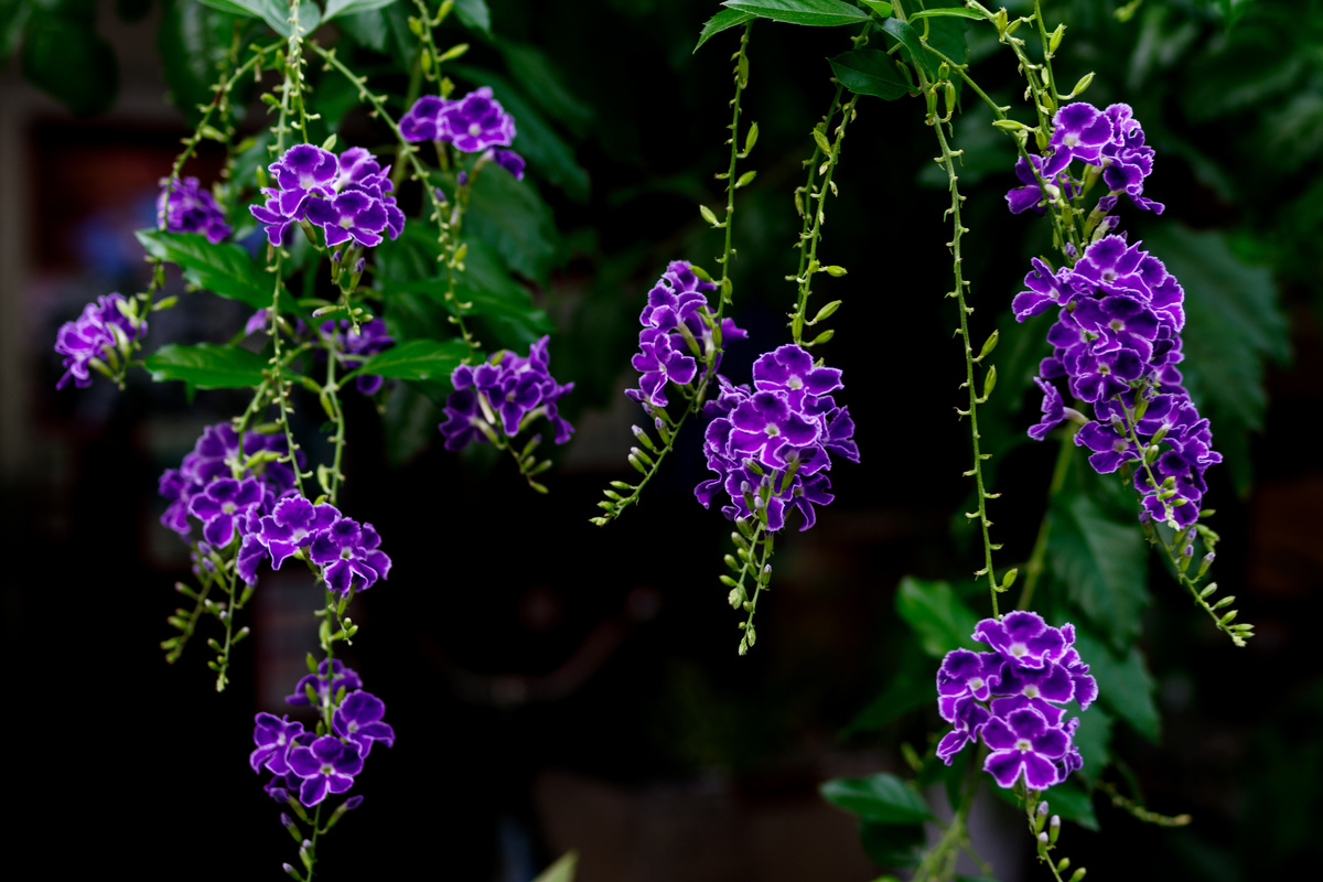 Flores de Violeteira