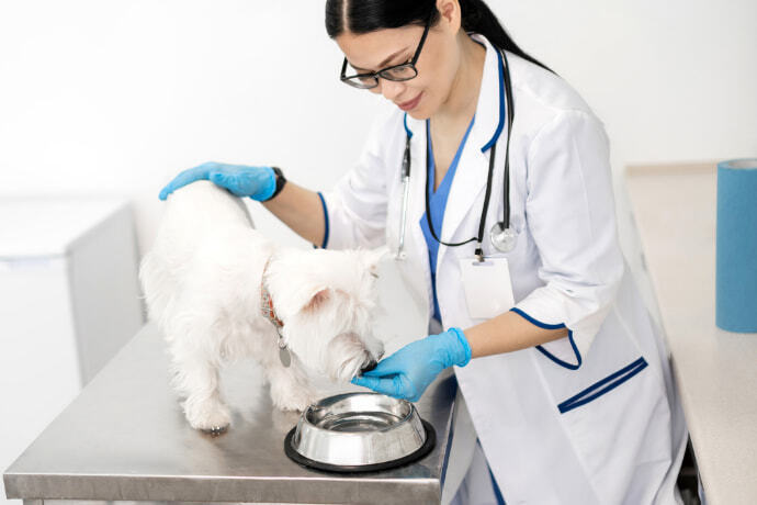 Veterinária alimentando um lindo cachorro branco após o exame.