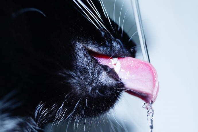 Gato com a língua para fora bebendo água 