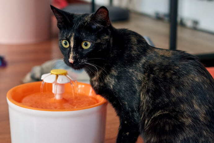 Gato preto bebendo água