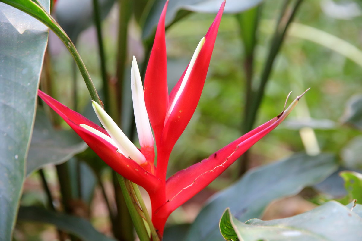 Helic Nia Como Cuidar Tipos De Flor Curiosidades E Muito Mais