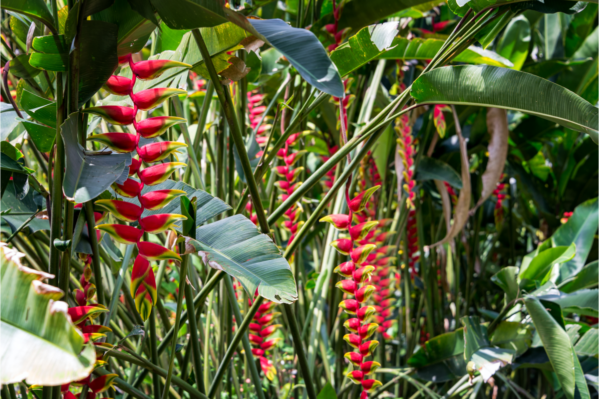 Helicônia como cuidar tipos de flor curiosidades e muito mais