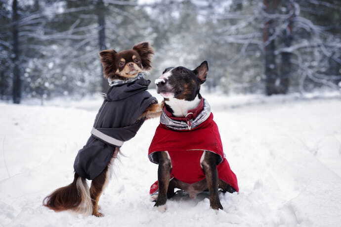 Cachorros com roupa de frio