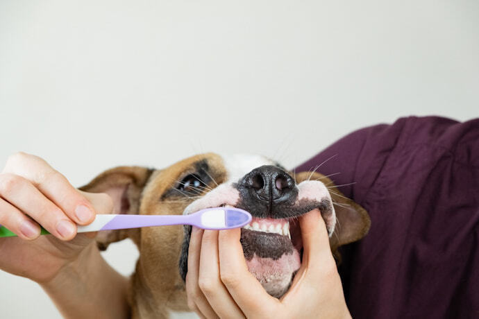 Escovando os dentes do cachorro