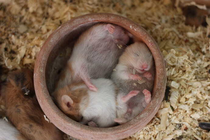 Três hamsters filhotes dentro de pote
