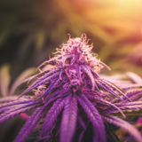 Cannabis Purple Haze: conheça mais sobre a variação roxa dessa planta
