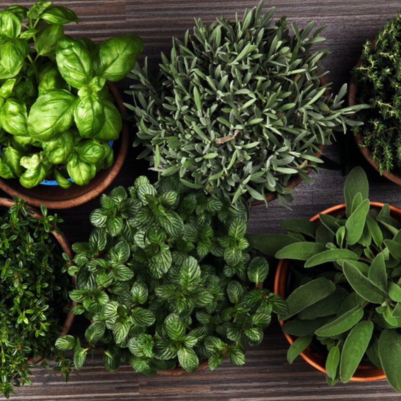 Plantas herbáceas: o que são, melhores tipos, características e mais!
