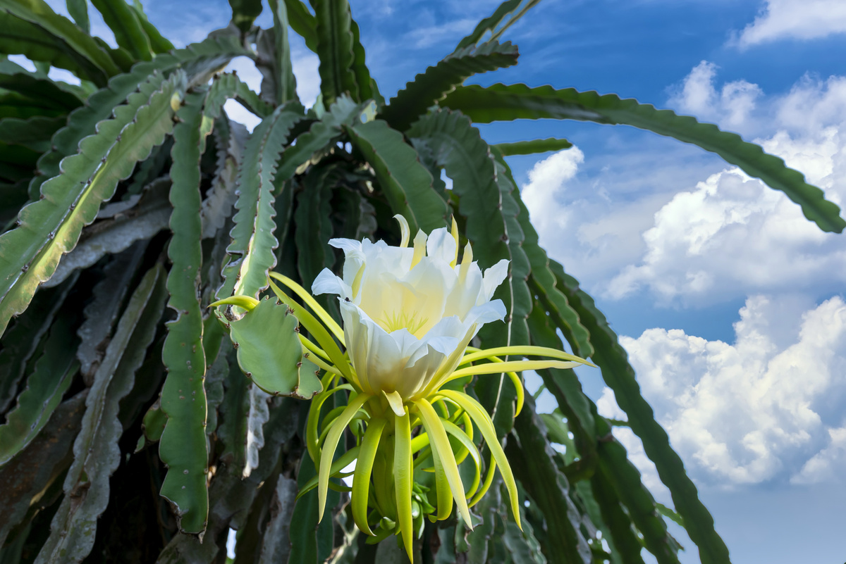 Floresça  Flor dama da noite, Dama da noite, Flor da noite