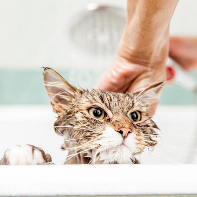 Os 10 melhores shampoos para gatos de 2023: Cat Zone, Sanol Dog e muito mais!