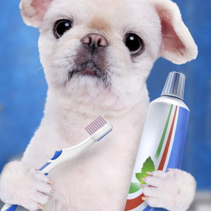 As 10 melhores pastas de dente para cachorro de 2023: Virbac, Catdog e muito mais!