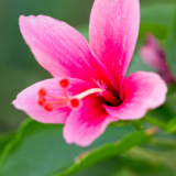Hibiscus rosa-sinensis: características, uso medicinal e muito mais!