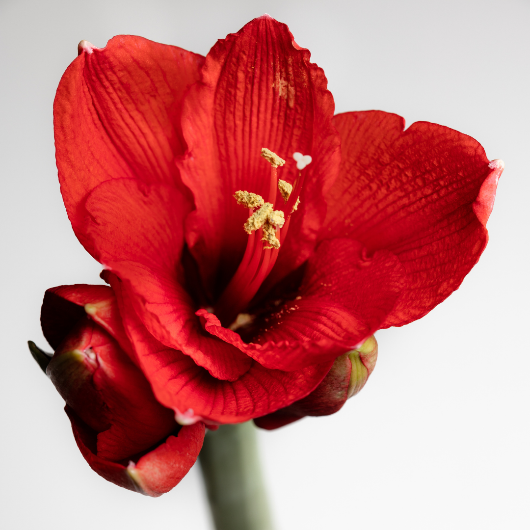 Amarílis: saiba como cuidar, seus tipos e muito mais sobre esta flor!