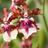 Orquídea Chocolate: como cuidar, características e muito mais!