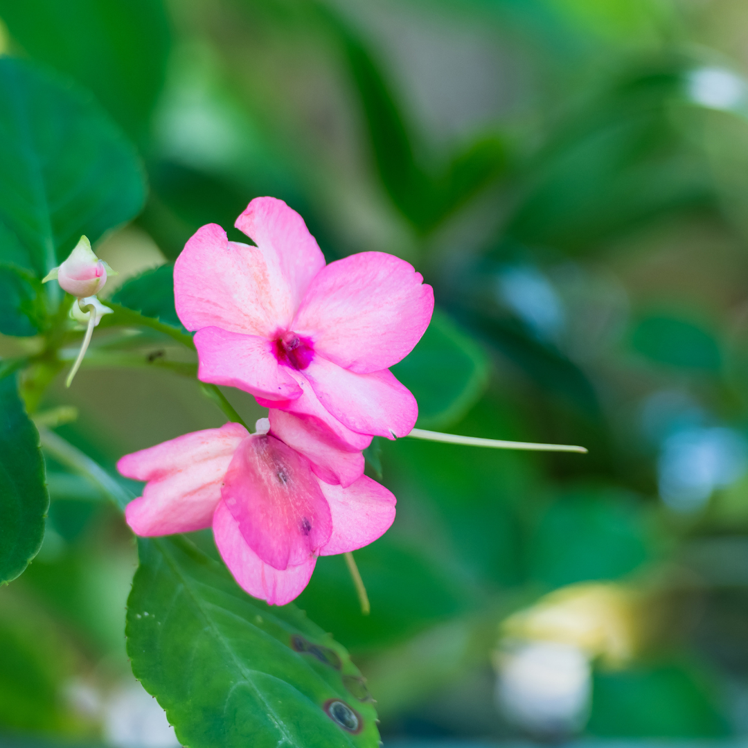 Mondini Plantas: como cultivar impatiens. 