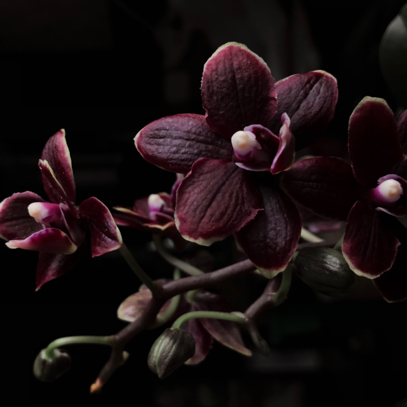 Flor orquídea negra: características, significado, tipos e mais!