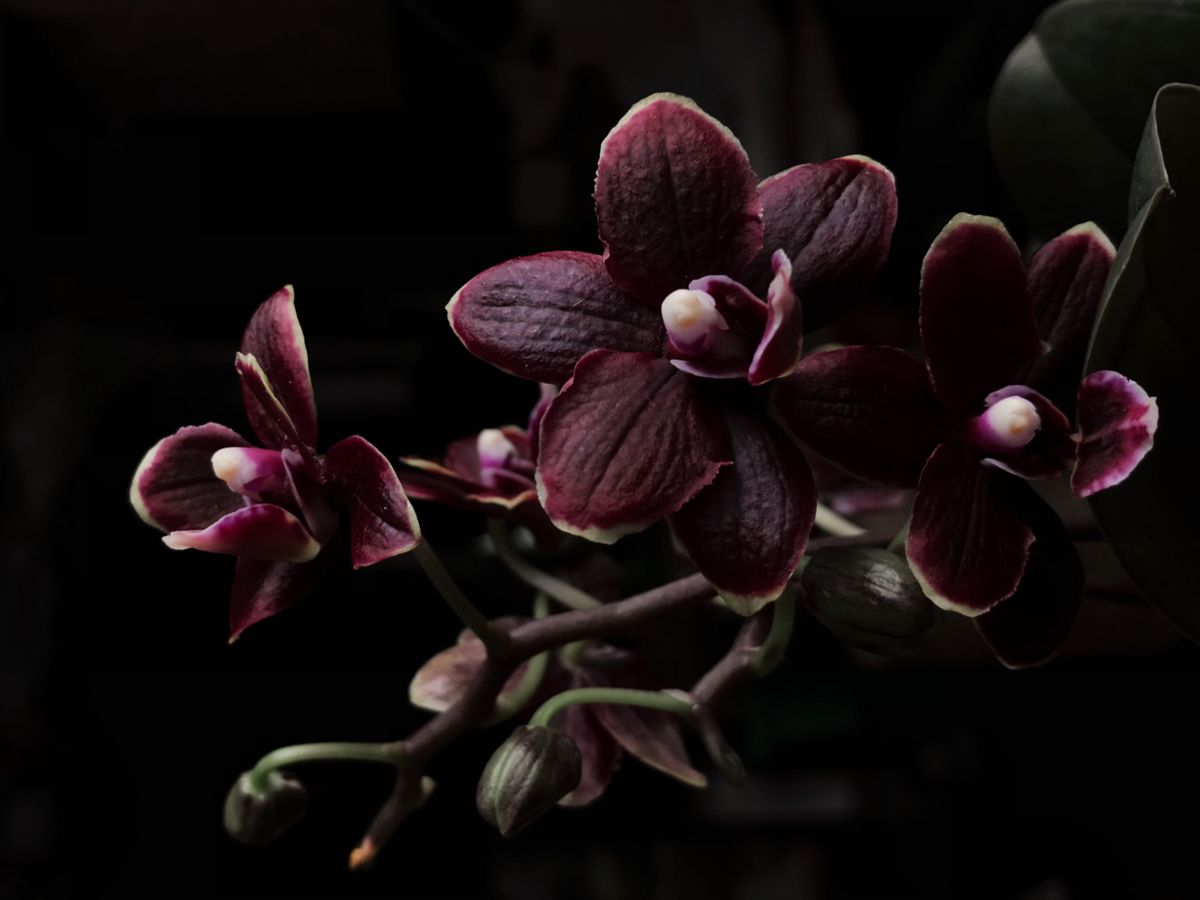 Flor orquídea negra: características, significado, tipos e mais!
