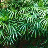 Palmeira raphis: como plantar, cuidar e se livrar de pontas queimadas