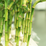 Bambu da sorte: como cuidar da planta, significado e muito mais!