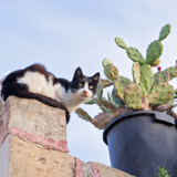 Como espantar gatos do quintal: com plantas, sons e muito mais!