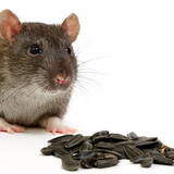 Os 10 Melhores Venenos para Ratos em 2024: Bayer, Citromax e mais!