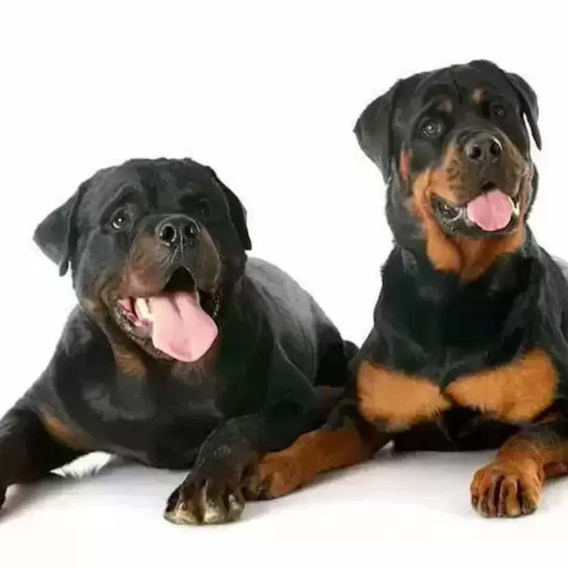 As 10 Melhores Rações Para Rottweiler em 2024: Royal Canin, Guabi e mais!