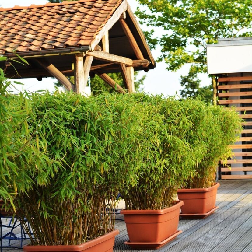 Como cuidar de Areca bambu: plantar em vaso, solo e muito mais!