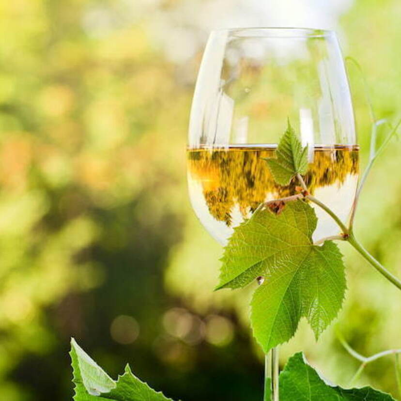 Os 10 Melhores Vinhos Brancos de 2022: Chardonnay, Sauvignon Blanc e muito mais!