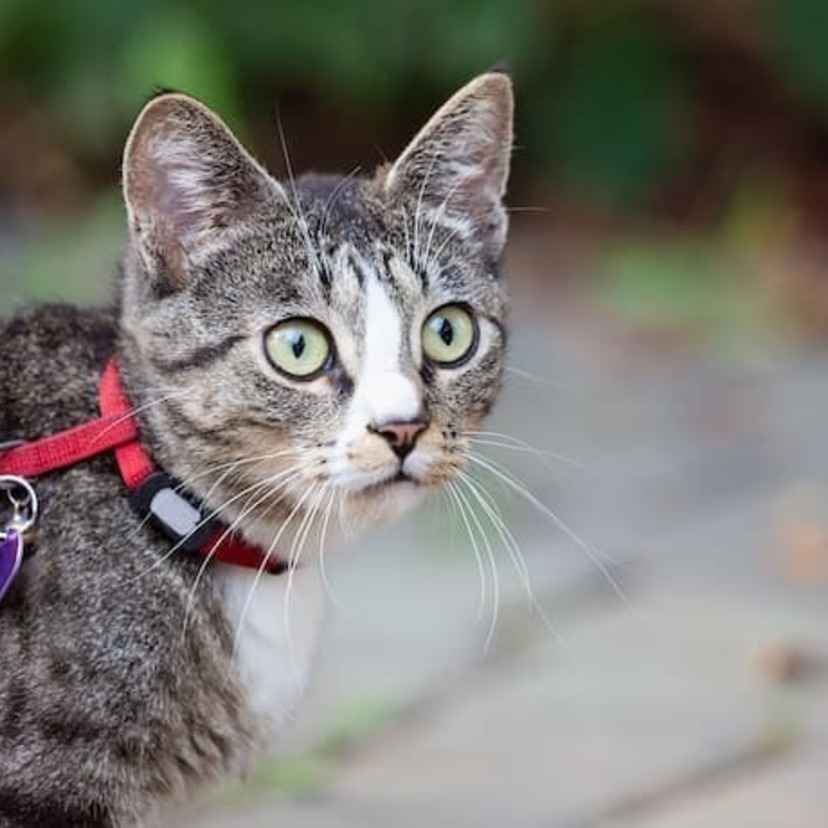 As 10 Melhores Coleiras para Gatos de 2023: Gatomoderno, Tchucoo e mais!
