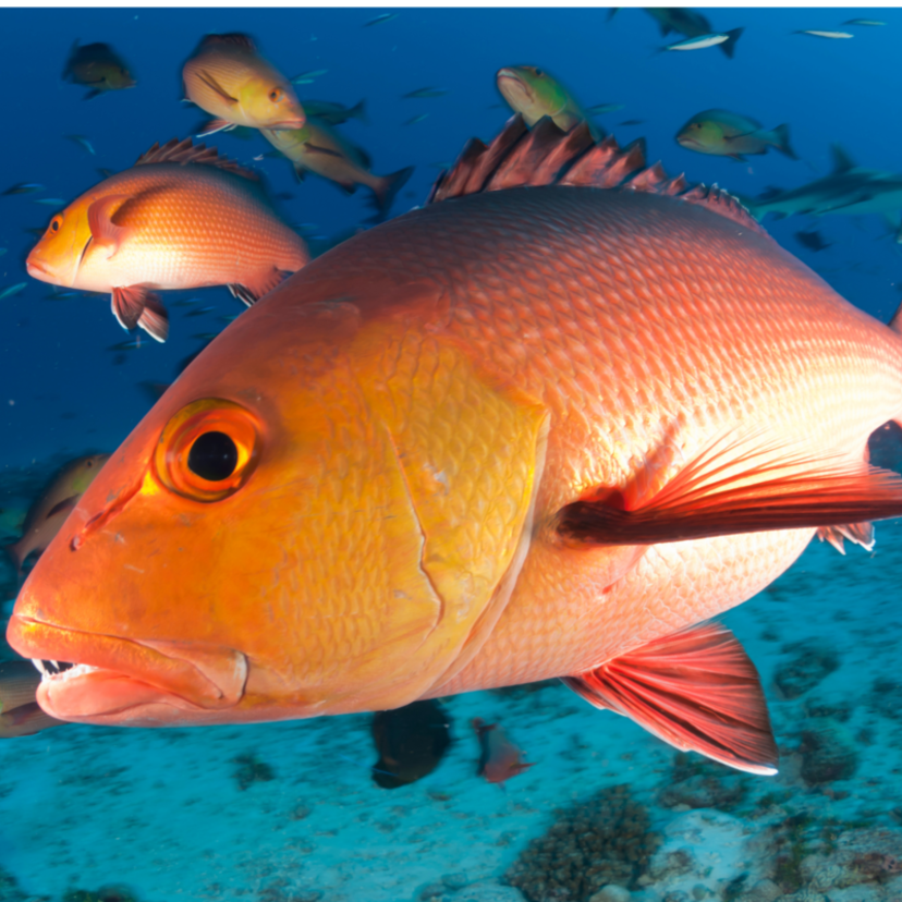 Pargo: conheça o Peixe-vermelho, dicas de pesca, suas regiões e mais!