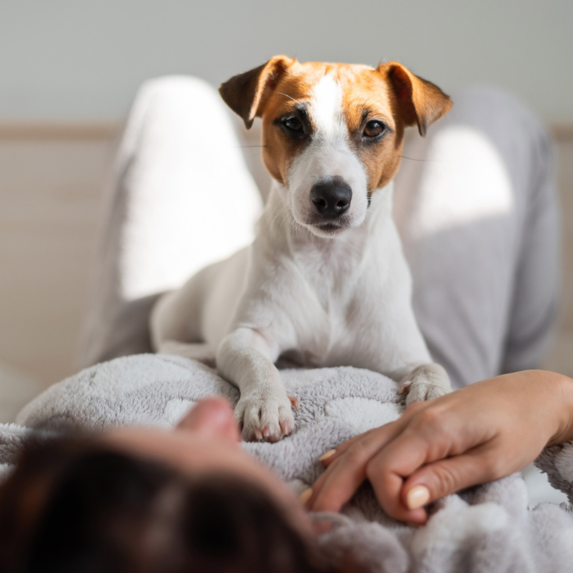 Tudo o que Você Precisa Saber sobre os Planos de Saúde para Pets