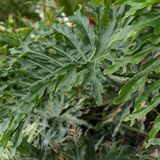 Philodendron bipinnatifidum: saiba os cuidados, toxicidade e mais!