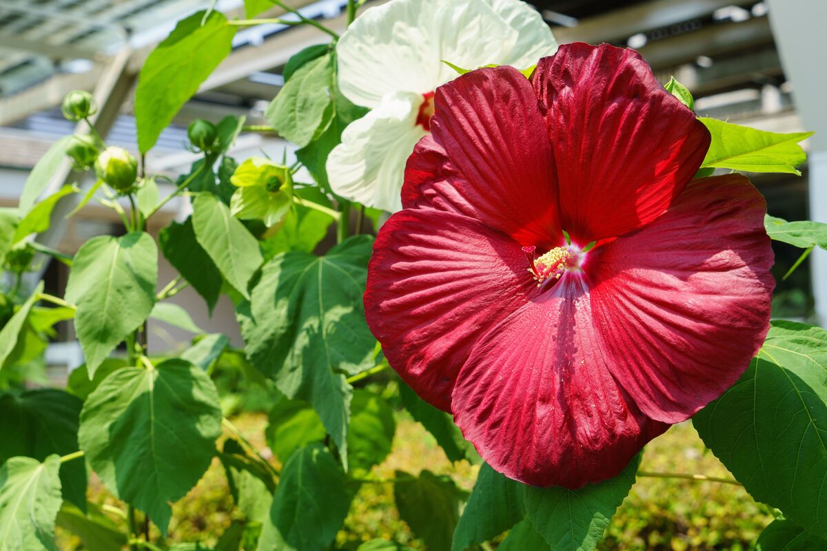 Malva rosa: como plantar esta planta medicinal e muito mais!