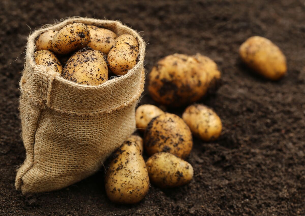 Cultivo de Batata Inglesa em Vaso