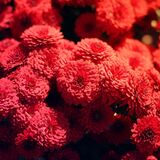 Flores vermelhas: conheça os tipos, significados e muito mais!