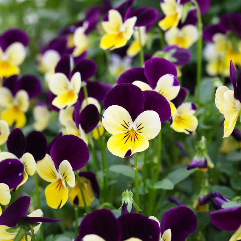 Como cuidar de violetas: doentes, para florir e muito mais!